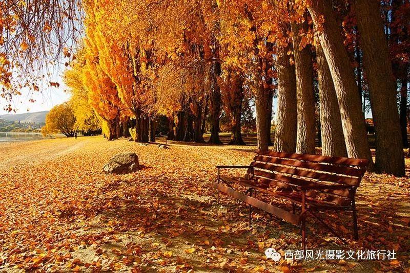 手机百度app没有翻译网页功能-专业问答网站